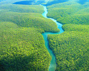 ¿Por qué debemos proteger los bosques de América del Sur?