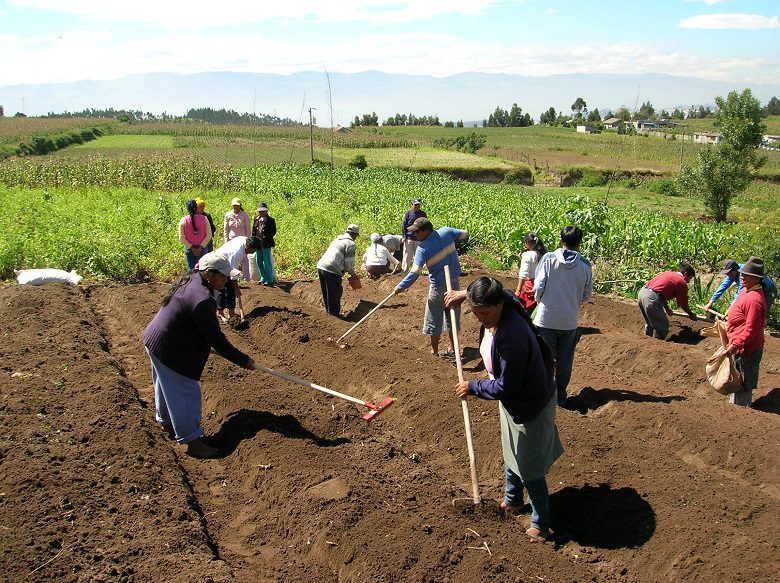 La mitad de las organizaciones productoras de Comercio Justo son cooperativas