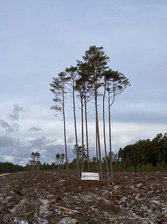 Más de un centenar de organizaciones pedimos al Gobierno y a la Comisión Europea que frene la destrucción de bosques asociada al cultivo y comercialización de productos como cacao o café