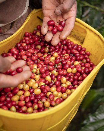 El Comercio Justo da formación a las organizaciones agrícolas para combatir los efectos de la emergencia climática