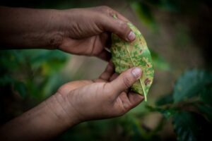 Manos sosteniendo una hoja de un cafeto afectado por la roya