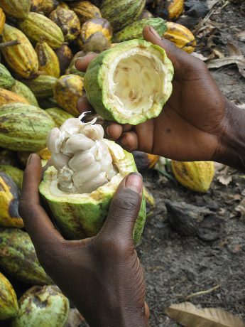 Analizamos la crisis del cacao y su impacto en los Derechos Humanos